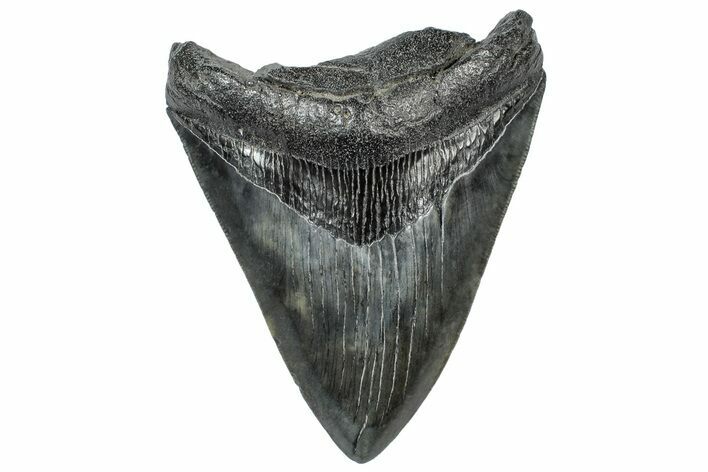 Serrated, Fossil Megalodon Tooth - South Carolina #306298